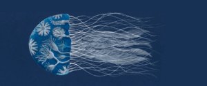 MuseoStoriaNat's tweet photo. Dal 24 giugno si visita la mostra IL GIARDINO DELLE MEDUSE. Un percorso affascinante alla scoperta delle meduse...Vi aspettiamo a Kosmos in Piazza Botta 9, Pavia. Orari 10.00-18.00 dal martedì alla domenica. Fino al 25 settembre. https://t.co/gCqlz4ZhSw