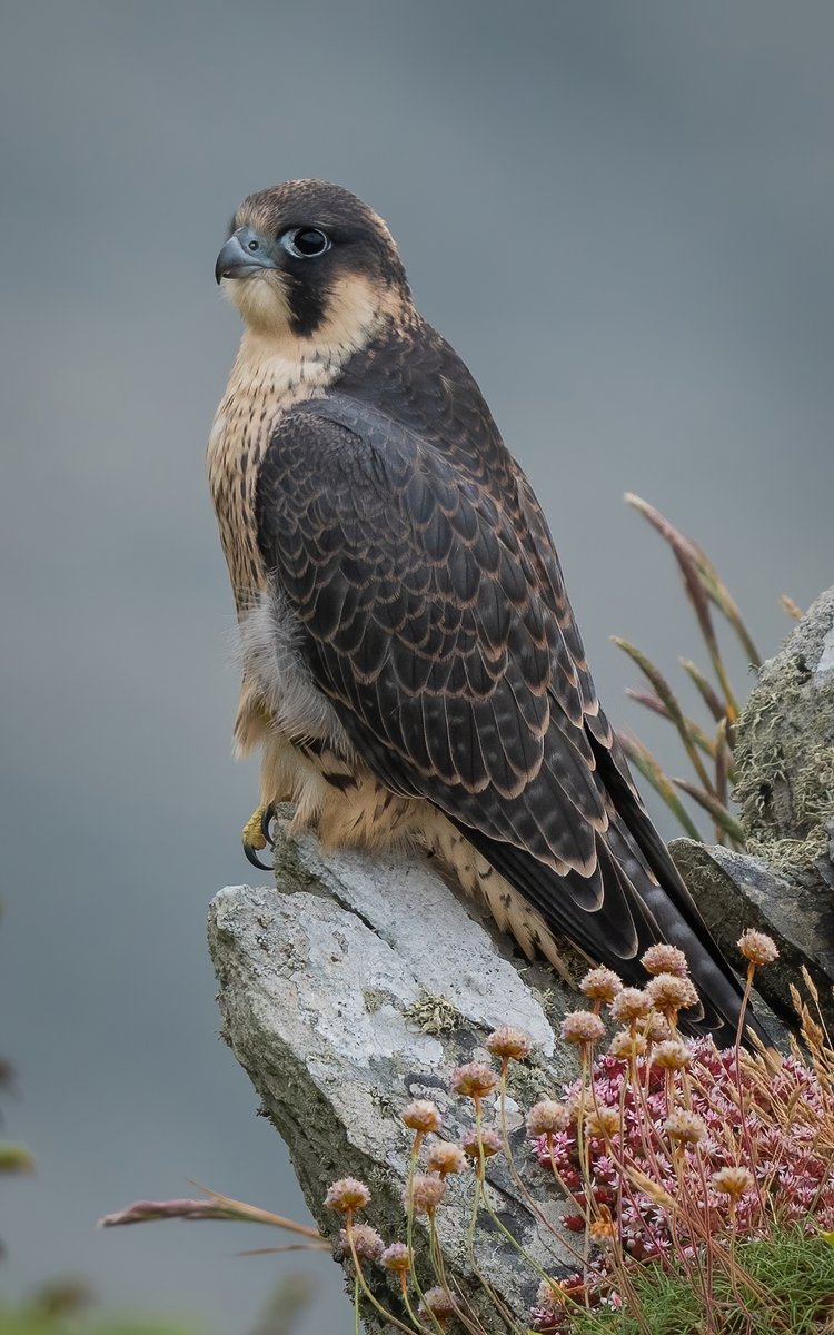 Peter Christian tweet media