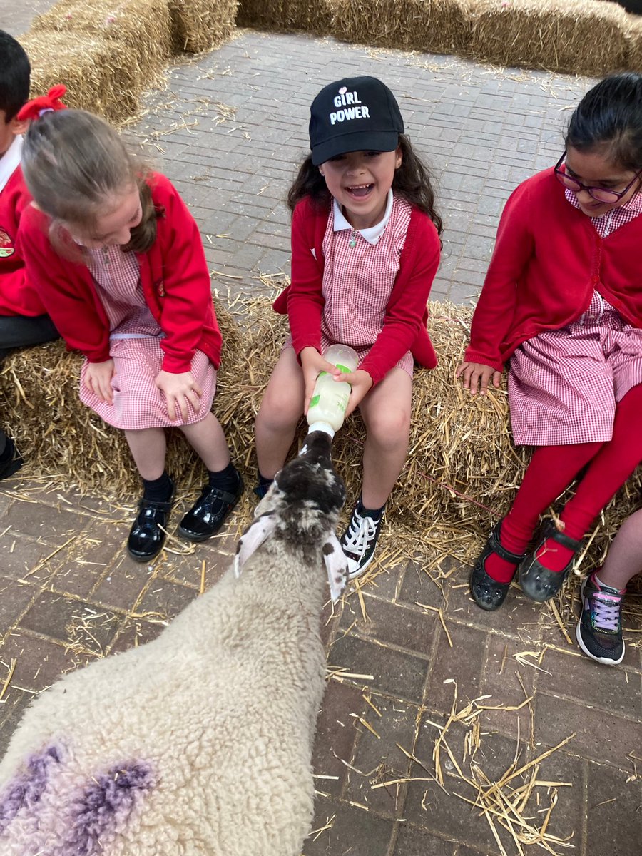 HollyfastSchool's tweet photo. 1F absolutely loved their trip to Ash End Farm today ๐! Miss Fowdrey was so proud of their perfect behaviour. The animals were so cute and the children got to feed them! #farmtastic #cutenessoverload https://t.co/Q2QOpi4cmH