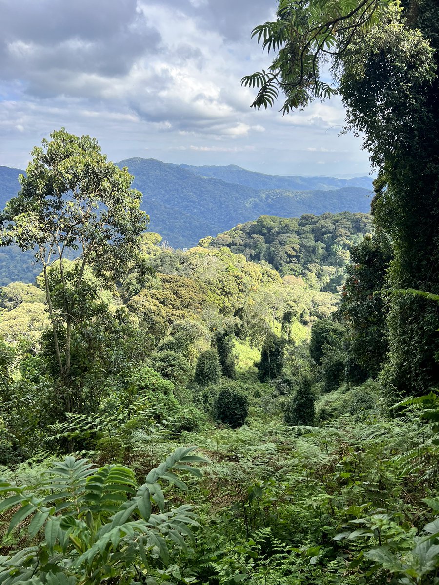 Had the amazing opportunity to bird w/ Claver Ntoyinkama &amp; <a href="/macbean50/">Hilary MacBean</a> recording bird sounds, saw so many Albertine Rift endemics. Thrilling.