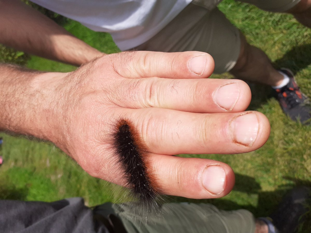 Day 20 #30DaysWild The garden tiger moth is as beautiful as any butterfly, this is its' cute woolly bear caterpillar @Bertseyeview1 @NorfolkWT