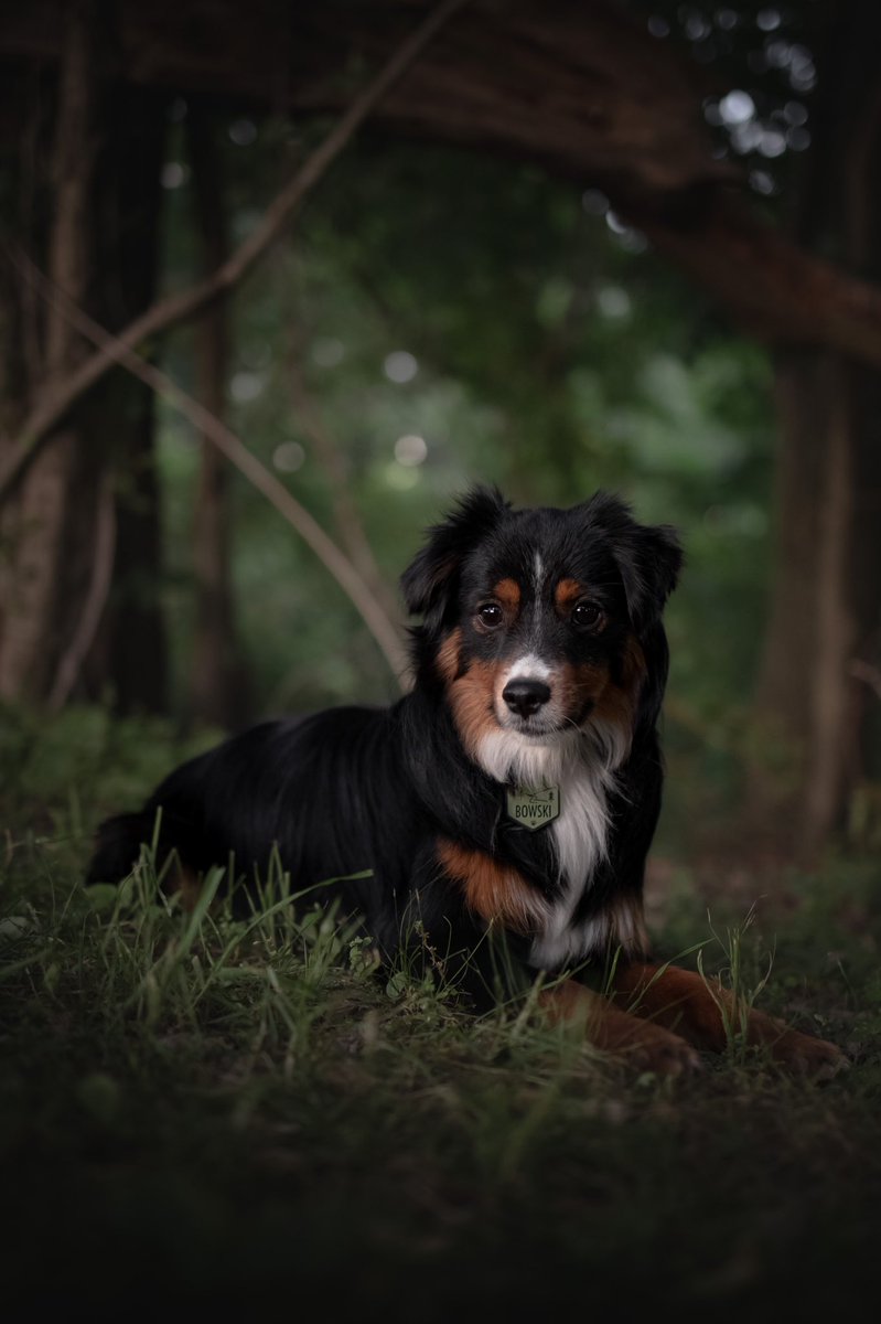 Hey Twitter, it’s been a minute 👋🏻
.
#FathersDay #dogsoftwitter #twitterdogcommunity