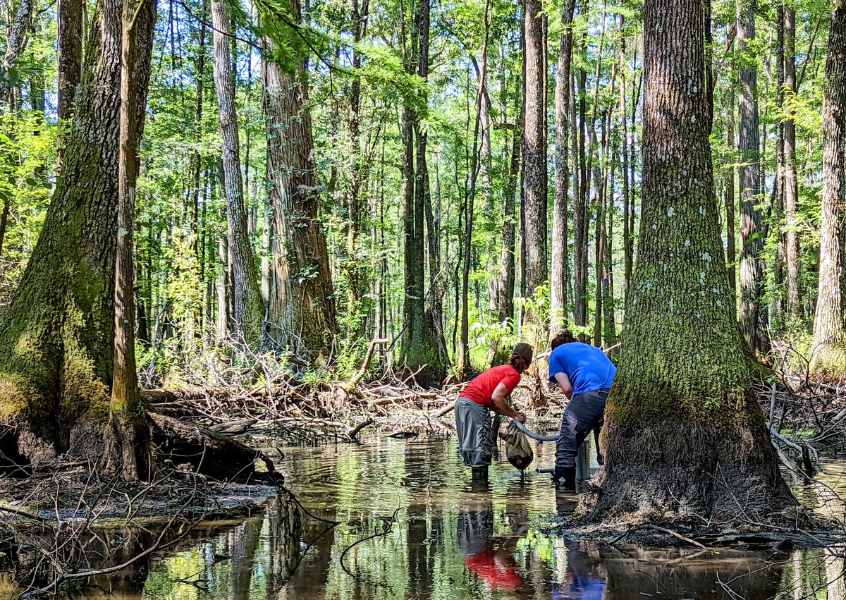 Sampling closed canopy forested wetlands in south western Georgia. #GIW