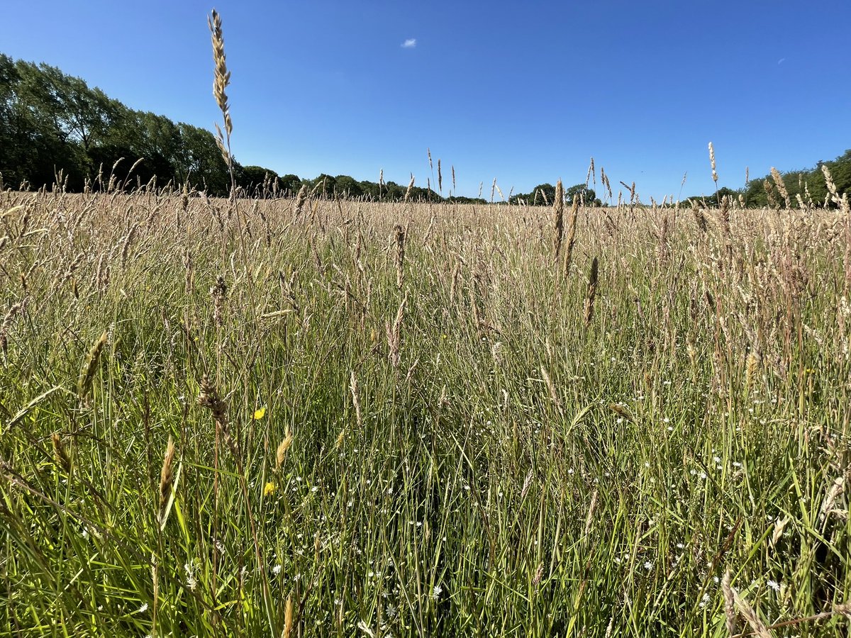 DallynLee's tweet photo. Another day spent in the barren wilderness that is the British countryside. Brought to you by British agriculture #farming #teemingwithlife #InsectWeek https://t.co/eyIhiHfPZq