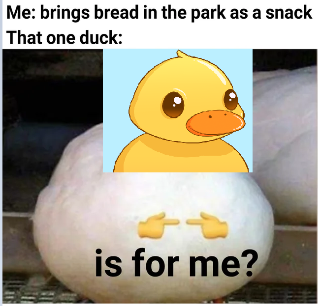 duck frens tweet media