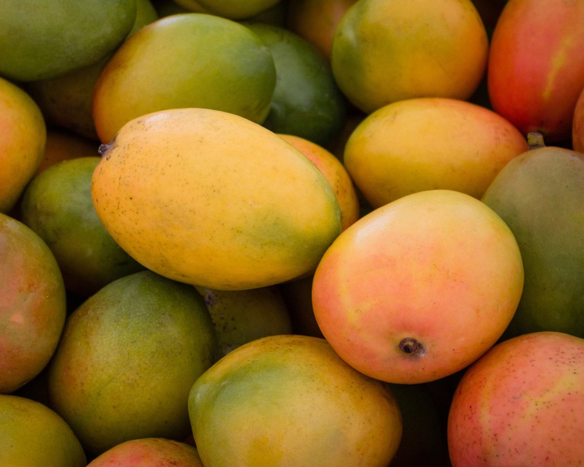 whetstoneradio's tweet photo. Mangos are at the center of work, community and culture for Florida-based horticulturalist and mango expert Dr. Noris Ledesma (@Floridamangos)🧵 https://t.co/hMRlbkf523