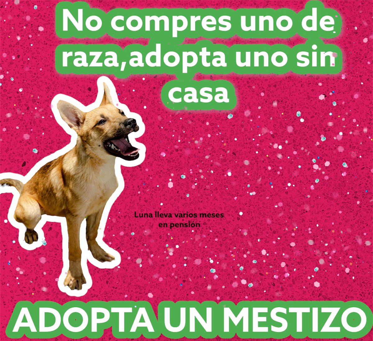 𝙷𝚎𝚕𝚊 𝙼𝚘𝚛𝚎 🐶 tweet media