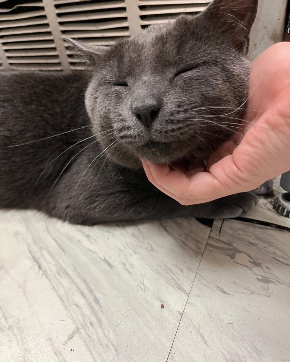 Bodegacats_'s tweet photo. https://t.co/yfp3VkhSI2