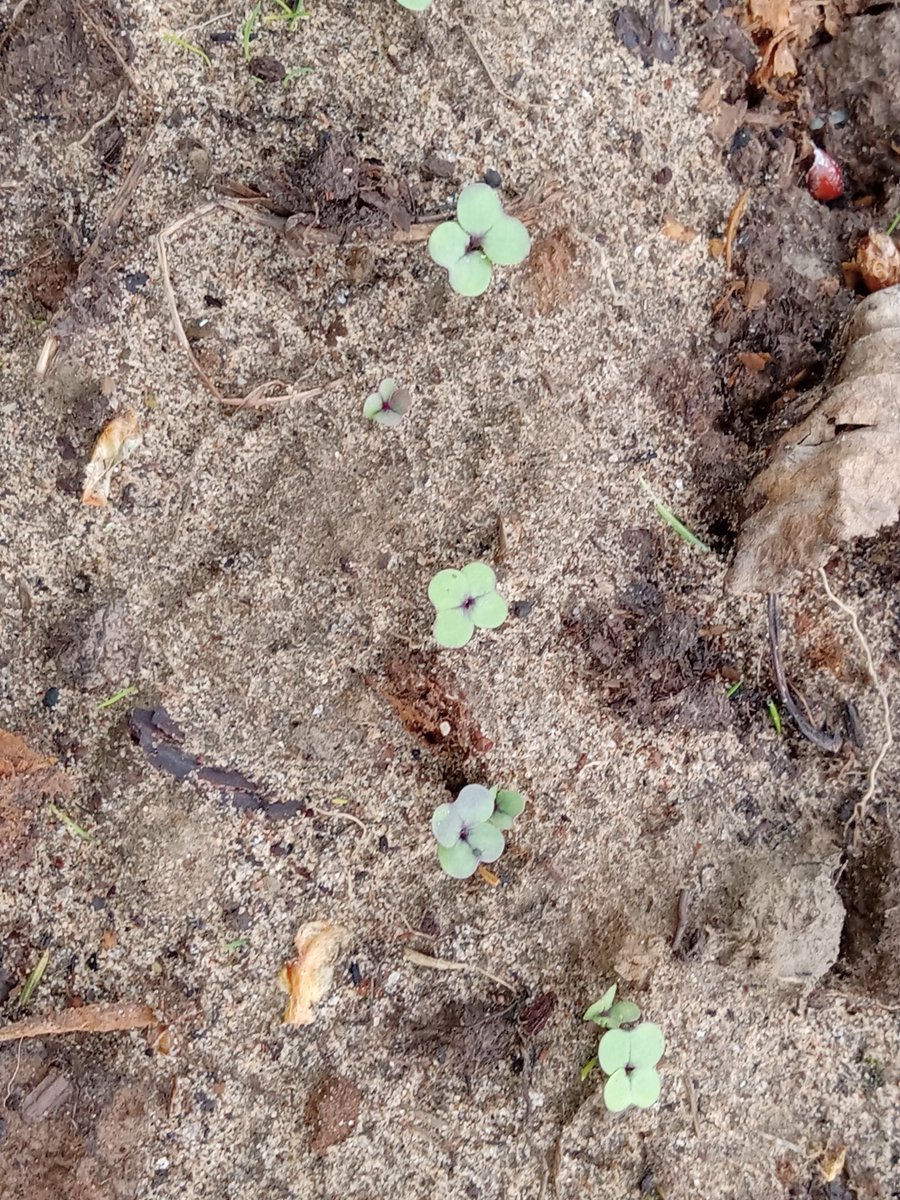 Mud Lake School tweet media