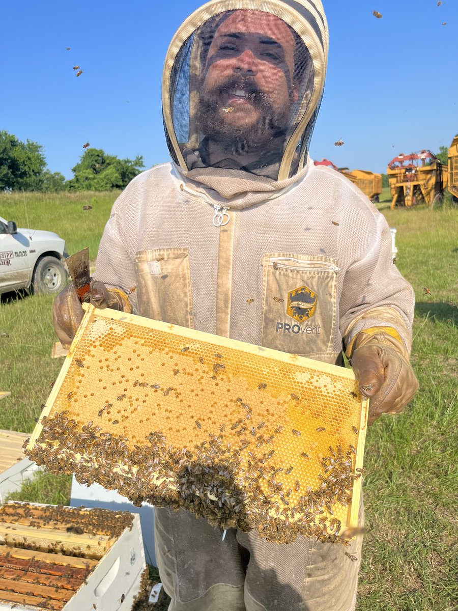 PriyadarshiniCB's tweet photo. To celebrate #NationalPollinatorWeek 2022, I will highlight the amazing and passionate students in my lab in #BCHEPP each day: Angus Catchot III working on a longitudinal monitoring study. @PcbBee @BCHEPPdepthead @MSU_AG @msstate @MSStateGrads @jwharris1963 @JeffGore99 @acatchot https://t.co/oUnqpkbPY1