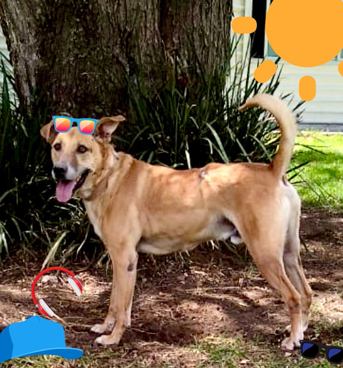 Centro de Transferencia Canina Metro tweet media