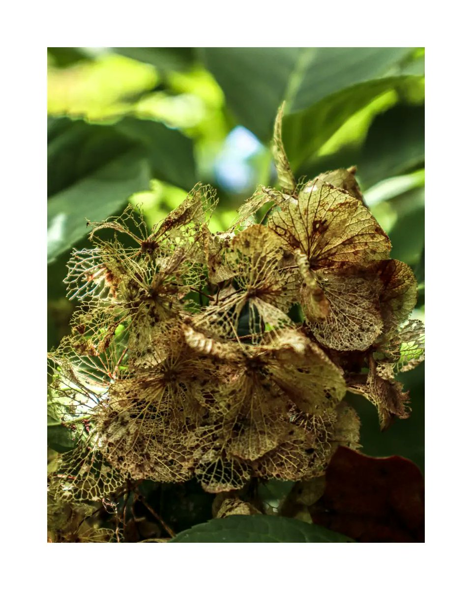 Dead but still beautiful. #deadflowers #witchythings #stillbeautiful #brownflowers