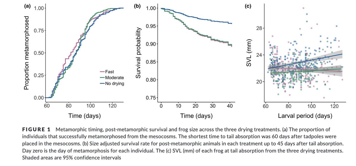 Ahora voy a compartir con ustedes mi trabajo del doctorado. Las post doc <a href="/m_ohmer/">Michel E B Ohmer</a> y @LA_Brannelly y yo criamos renacuajos de R pipiens en tanques que simulaban sequía. Medimos el tiempo de metamorfosis, la probabilidad de supervivencia y tamaño entre los tratamientos de sequía .