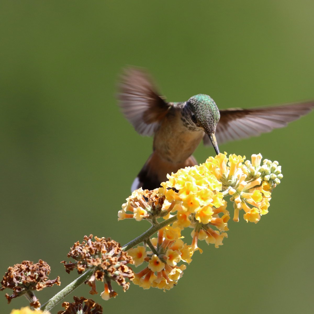 Happy #pollinatorweek! Did you know that pollinators like bees, butterflies, and bats, provide 1 out of 3 bites of food we eat?

Say thanks by planting native plants, supporting local farmers, and educating others about the importance of pollinators. 

pollinator.org
