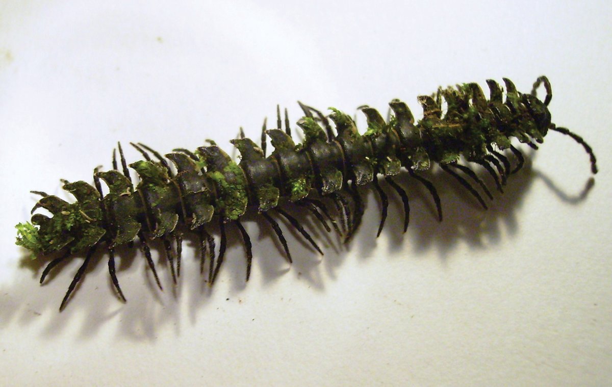 jerald_pinson's tweet photo. #PlantADay 19. You've heard of algae growing on slow-moving sloths. Now get ready for #moss that grows on lizards, millipedes, and beetles. Fissidens brachypus grows on a single species of freswhater coral in the Amazon River. https://t.co/bc9qRgkreu #bryophytes #mosses https://t.co/C48aFoQozc