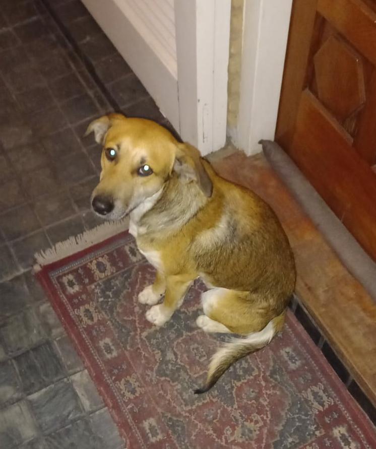 fedejelic's tweet photo. Este perrito apareció en el Club Banco, con mucho frío y ahora busca hogar. 
Es mediano, muy bueno y cariñoso. 
Contacto 3515458369
¿Me ayudan a difundir? https://t.co/oeDl92ZCQU