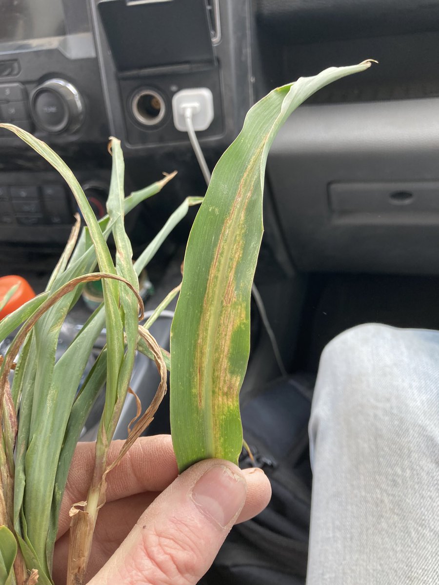 PostovitBruce's tweet photo. @DKAS_HP Seeing more mite damage in fields across Colorado. Especially corn planted into rye or wheat stubble that had volunteer rye or wheat that was sprayed out. Mites move off volunteer rye or wheat and onto corn seedlings as the volunteer rye or wheat dies. https://t.co/21js9XLCKO