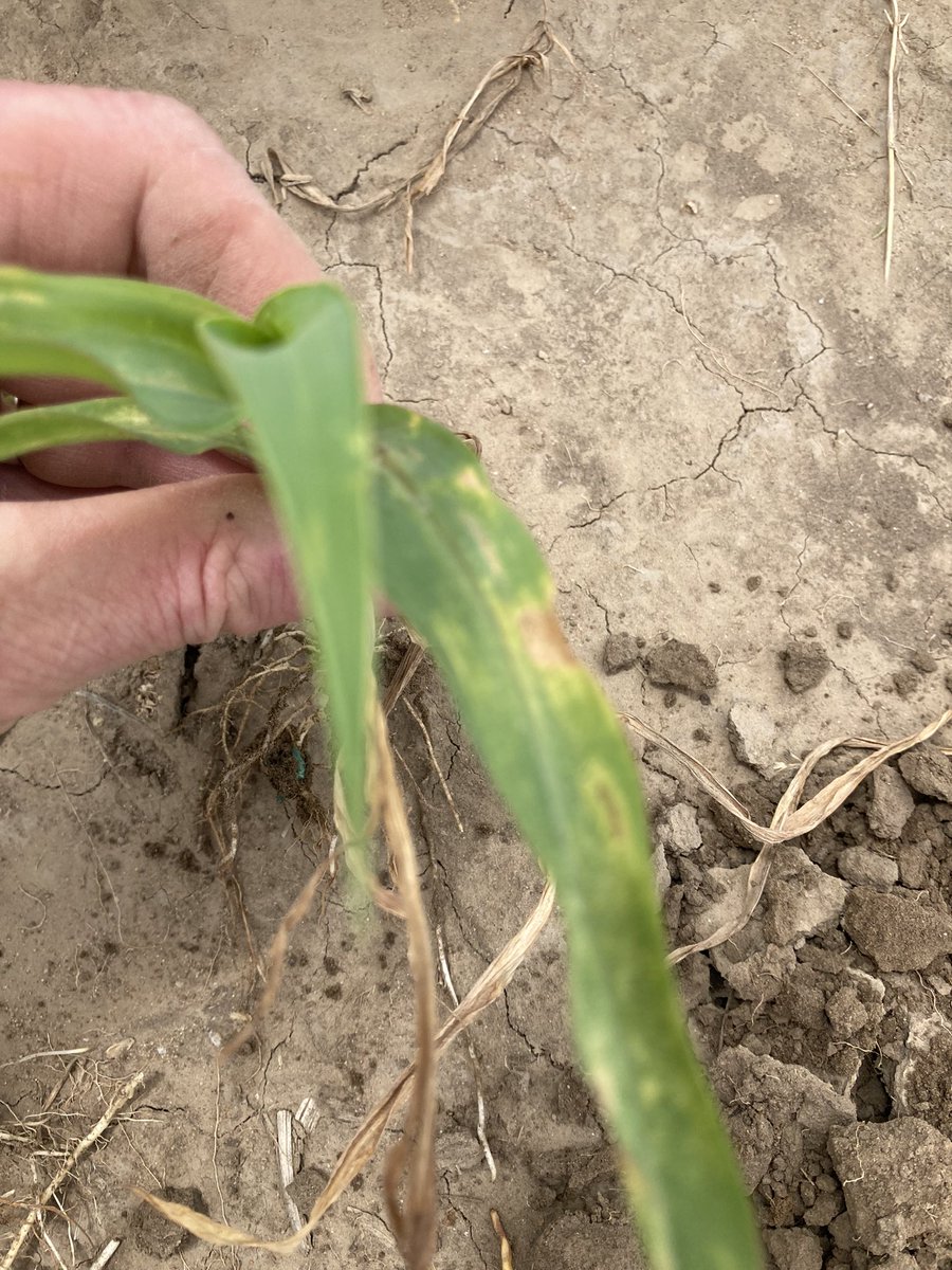 PostovitBruce's tweet photo. @DKAS_HP Seeing more mite damage in fields across Colorado. Especially corn planted into rye or wheat stubble that had volunteer rye or wheat that was sprayed out. Mites move off volunteer rye or wheat and onto corn seedlings as the volunteer rye or wheat dies. https://t.co/21js9XLCKO