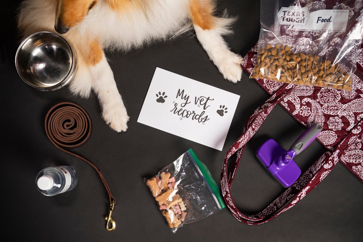 reveille's tweet photo. What do I keep in my go-bag? My snacks, brush, vet records, and water, of course!

My Grayson and I are ready for anything so we keep my go-bag packed in case of emergency... and you should, too! https://t.co/mEtloDN2lI