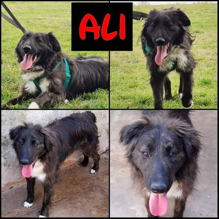 _ACPLA's tweet photo. En el Refugio Palomar hay muchos perritos en adopción, cada animalito que consiga un buen hogar, dejará su lugar a otro 
desamparado.🐕🐾🐾
No compres, adoptá 🙏❤️
15 5002 5060
15 4446 5690 https://t.co/mDwGQwUWZF