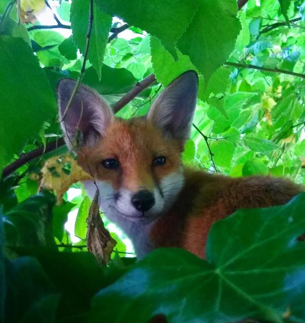 CressidaBell's tweet photo. There's a bold and inquisitive fox living in the undergrowth behind my studio.
#urbanfoxes #ladyintofox #wildlife https://t.co/5du63YuxFS