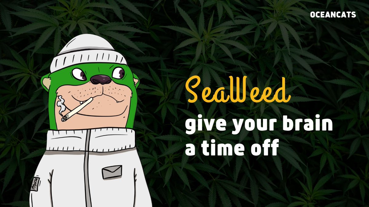 #SeaWeed is an #otters' favourite.

Join our community also on Telegram t.me/oceancats  #NFTs #NFT #Solana