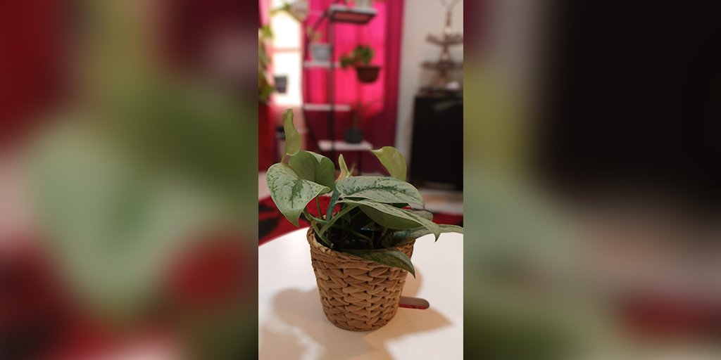 DaffodilsPlants's tweet photo. #Philodendrons make good #IndoorPlants as they adapt to various lighting &amp; water conditions &amp; thrive indoors very well. The plants have dark leaves which allow them to absorb even the tiniest traces of light &amp; water.

For Buying - https://t.co/AO8U5acIyc

#PlantsOnline #Doha https://t.co/VpI10jSV1q
