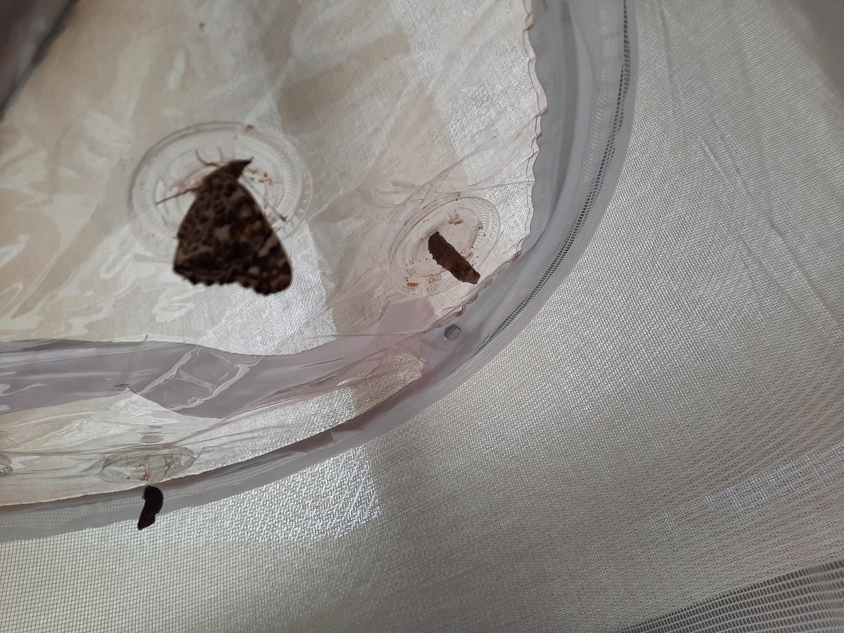 SaraBrigley's tweet photo. We have excited #NSPrePrimary children today! We observed one of the butterflies emerge from their chrysalis! 😁 our children were so excited, they showed the butterfly how to flap their wings and showed them pictures of butterflies from books! @NQspartans @ssrcepreprimary https://t.co/Grdw0MLvro