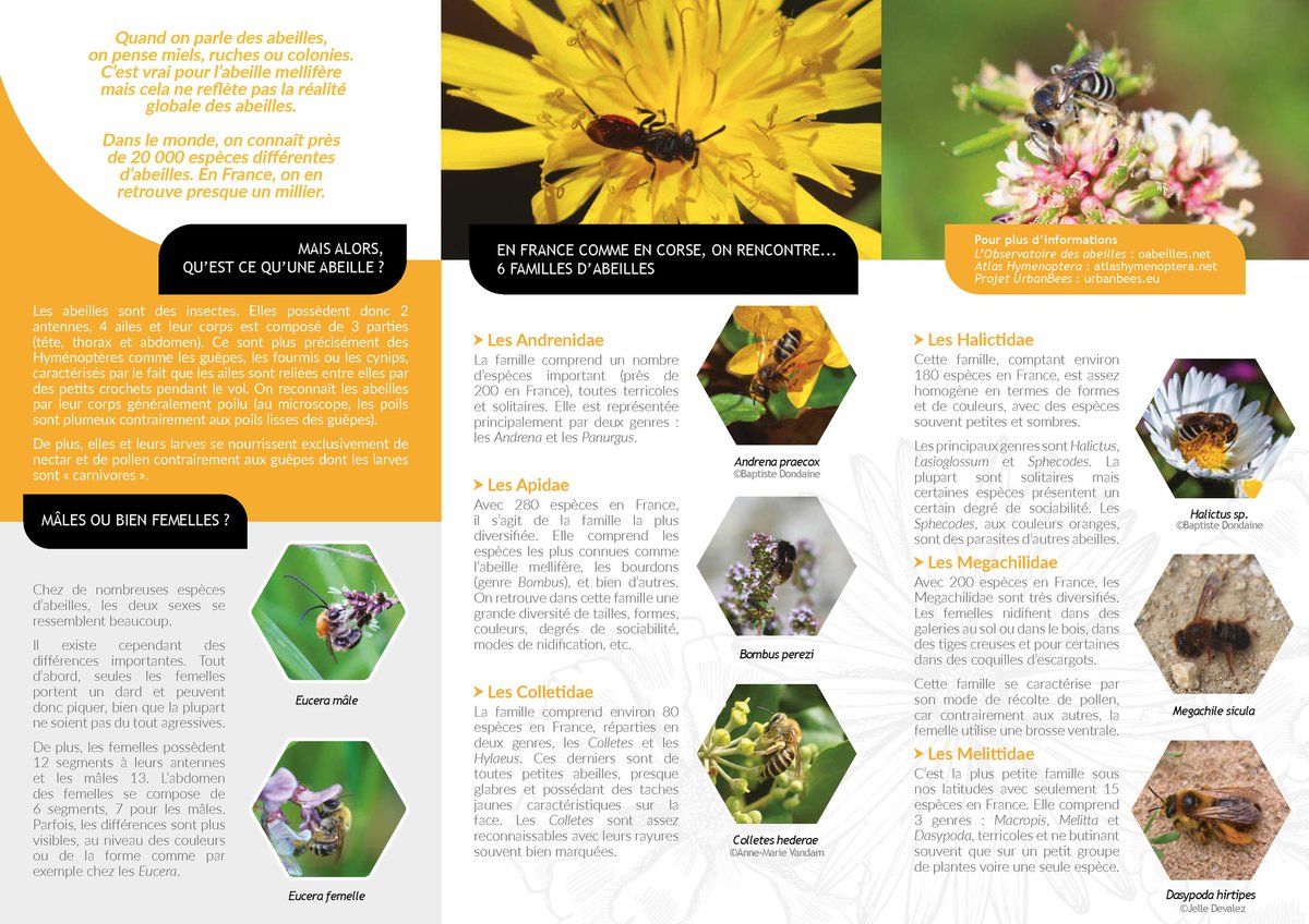 L'ape salvatiche, chì sò ? 🐝
🔍 Focus sur les abeilles sauvages, actrices incontournables de notre écosystème. 
Un flyer bilingue proposé par l'OEC et l'OCIC.
Da leghje è da fà leghje !
+ Per sapè ne di più :
ocic.oec.fr
facebook.com/ReseauObsOCIC/