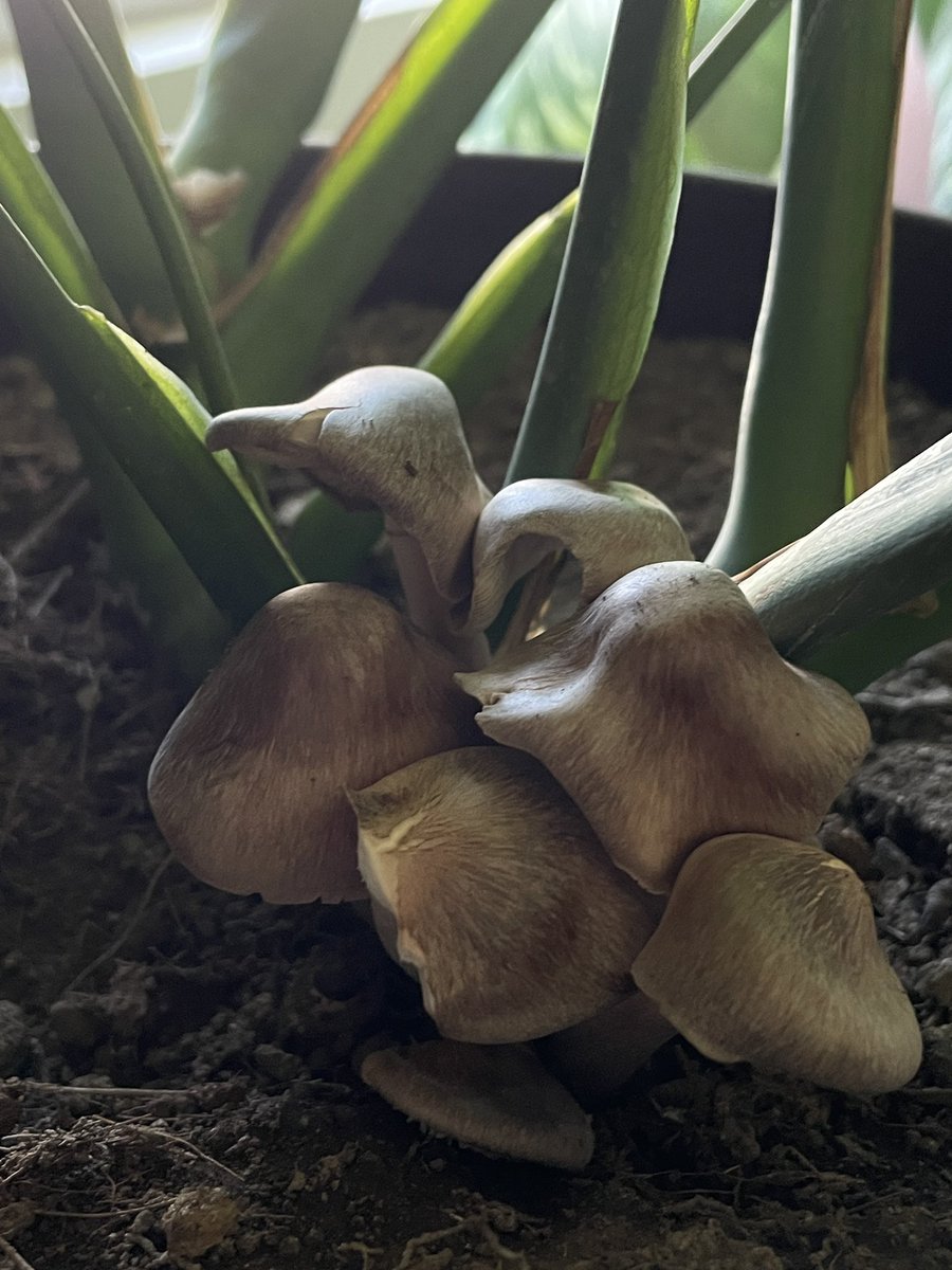 acoacolin's tweet photo. @Fungi_Cosas holi, salieron estos en mi monstera y no sé cómo proceder 🫢 https://t.co/i8SU5oIcES