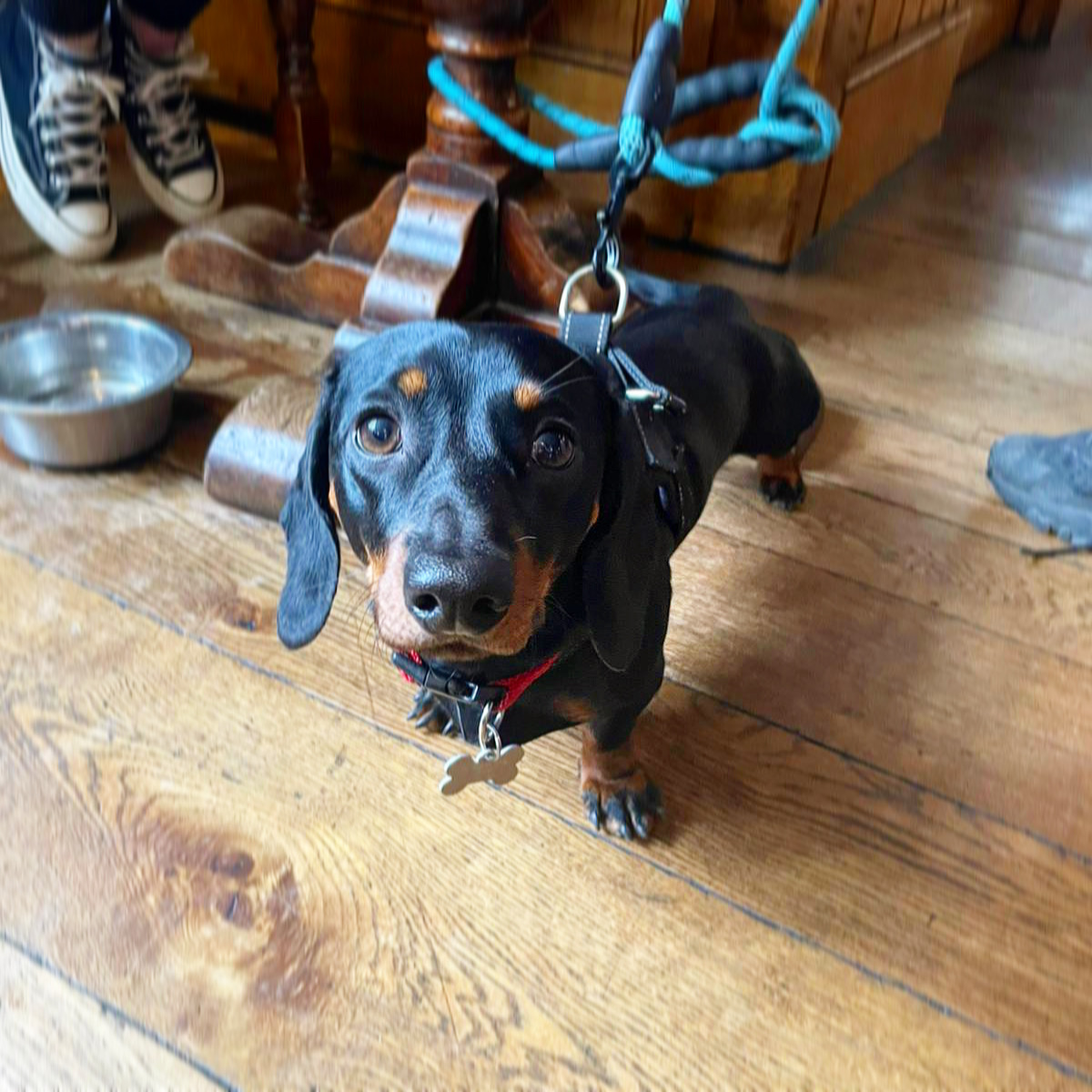 glasfrynpub's tweet image. This weeks doggo of the week is @theziggysausage 

How photogenic is he! ❤️🐶❤️

#glasfryn #brunningandprice #bandplife #dogfriendlypub #dogsofinstagram