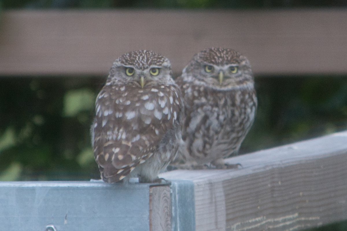 robbertfaas's tweet image. Haha, caught them on camera! #photooftheday