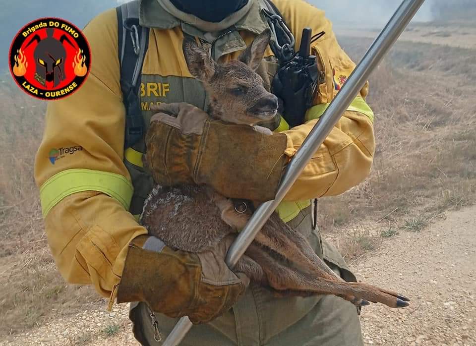 OrgulloGalegoGz's tweet image. Usamos estas imaxes da @brifpuertopico e @BrifLaza para dar as grazas a todas as brigadas que poñen en risco a súa vida para salvar a flora, fauna, patrimonio ou a vida da xente

Todo nun contexto de precariedade e nefastas políticas de prevención e ordenación do monte. Grazas!