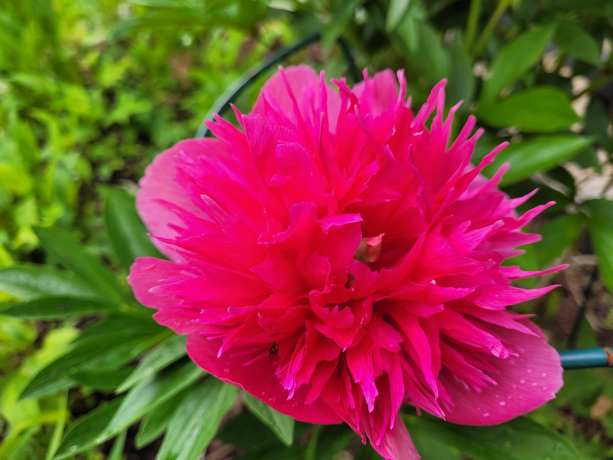 Siinä kesti 10 vuotta, mutta NYT #puutarha'ni diiva suvaitsi kukkia. 😅 #hyvääjaksaaodottaa #pioni