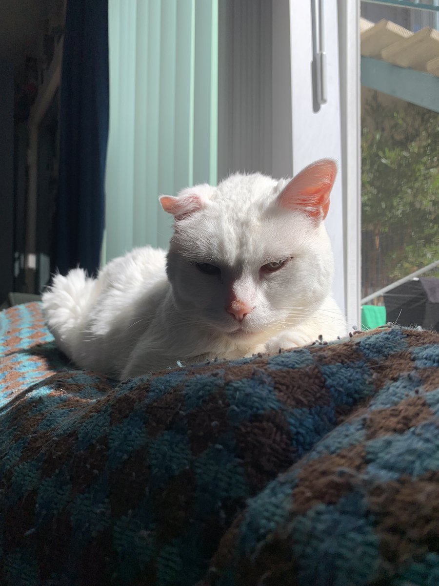 SpikeTheNene's tweet photo. Monday morning vibes. #CatsOfTwitter https://t.co/lcANmFs6DN