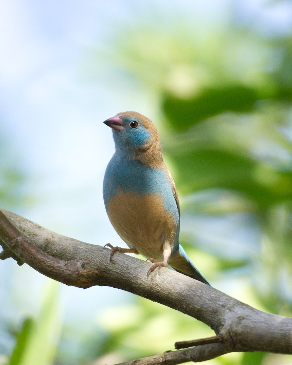 Wonderful wildlife! 🌱

Uganda is perfect for birdwatchers, with a wide array of species for you to discover! 

#exploreuganda_uki #UniquelyOurs #UgandaAwaits