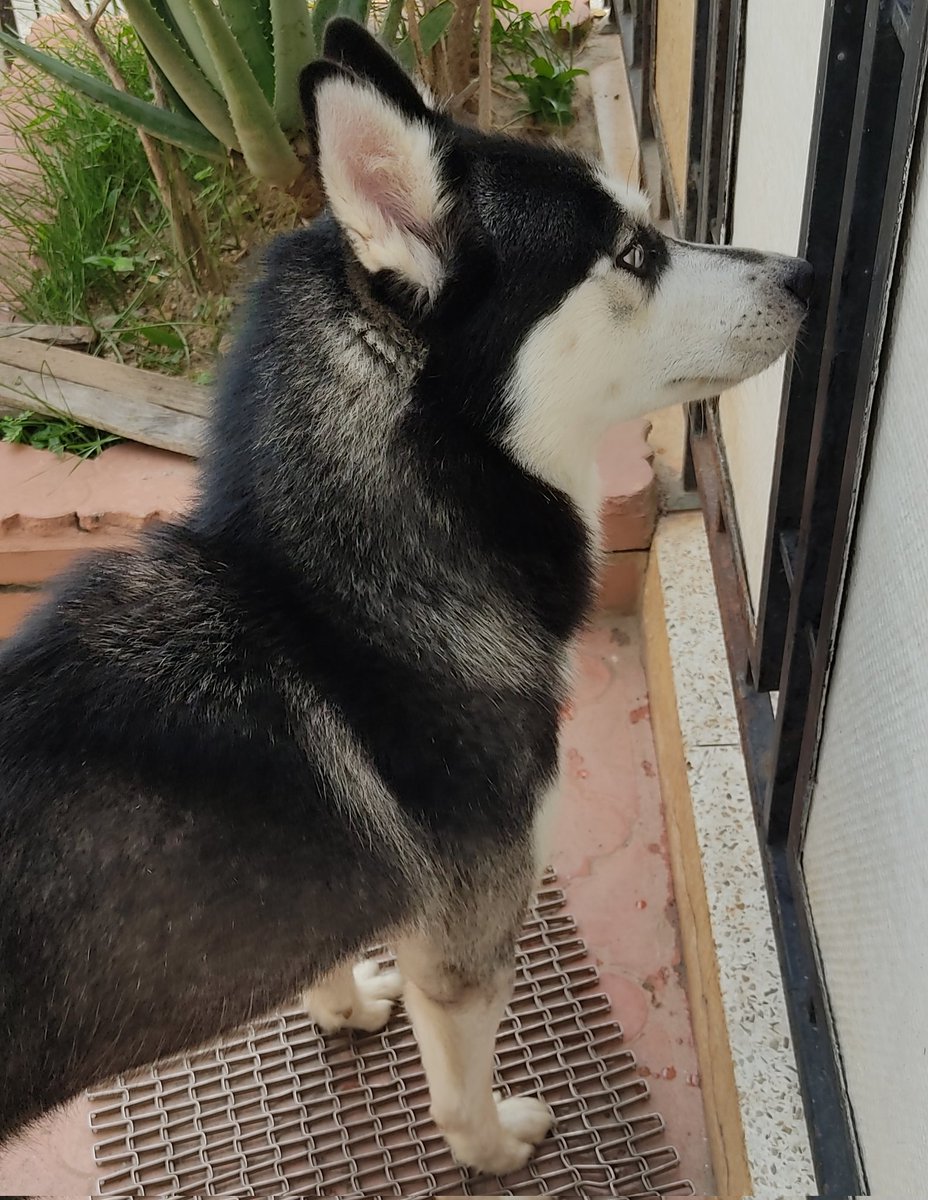 PerroUsuario's tweet image. Busca a su familia RT @Icayera: Un señor encontró ayer en Palo Verde a este Husky Siberiano, estaba muy desorientado y ansioso, está resguardado,por favor 🙏 un RT para ver si encontramos a su familia. Está impecable, no tiene collar.