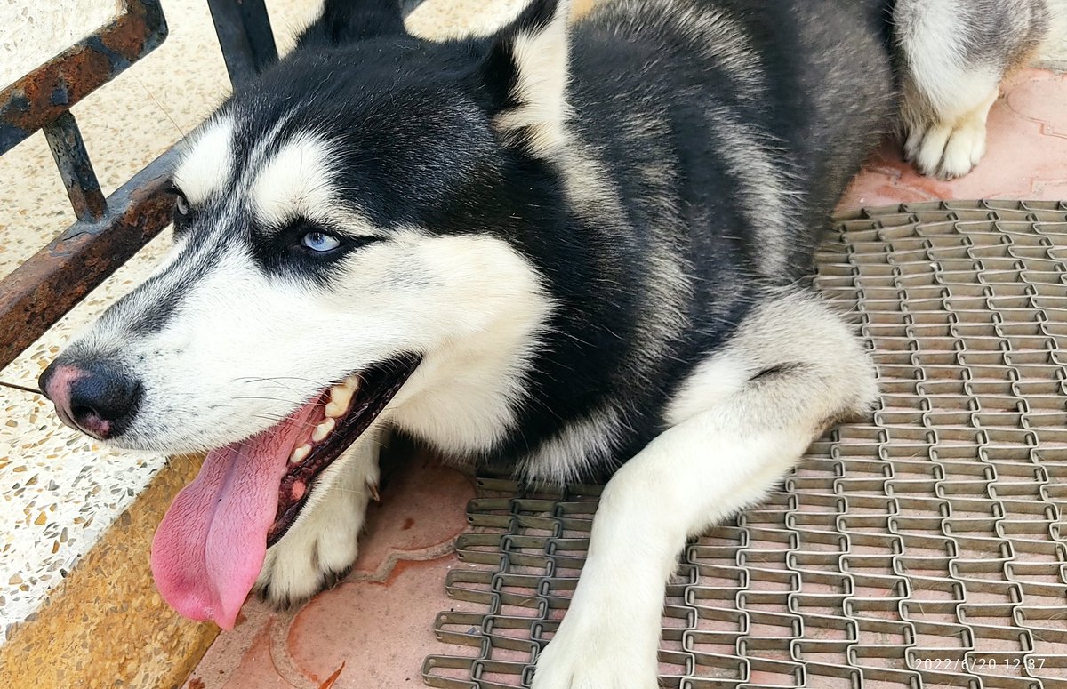 PerroUsuario's tweet image. Busca a su familia RT @Icayera: Un señor encontró ayer en Palo Verde a este Husky Siberiano, estaba muy desorientado y ansioso, está resguardado,por favor 🙏 un RT para ver si encontramos a su familia. Está impecable, no tiene collar.