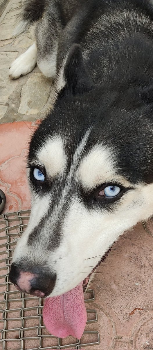 PerroUsuario's tweet image. Busca a su familia RT @Icayera: Un señor encontró ayer en Palo Verde a este Husky Siberiano, estaba muy desorientado y ansioso, está resguardado,por favor 🙏 un RT para ver si encontramos a su familia. Está impecable, no tiene collar.