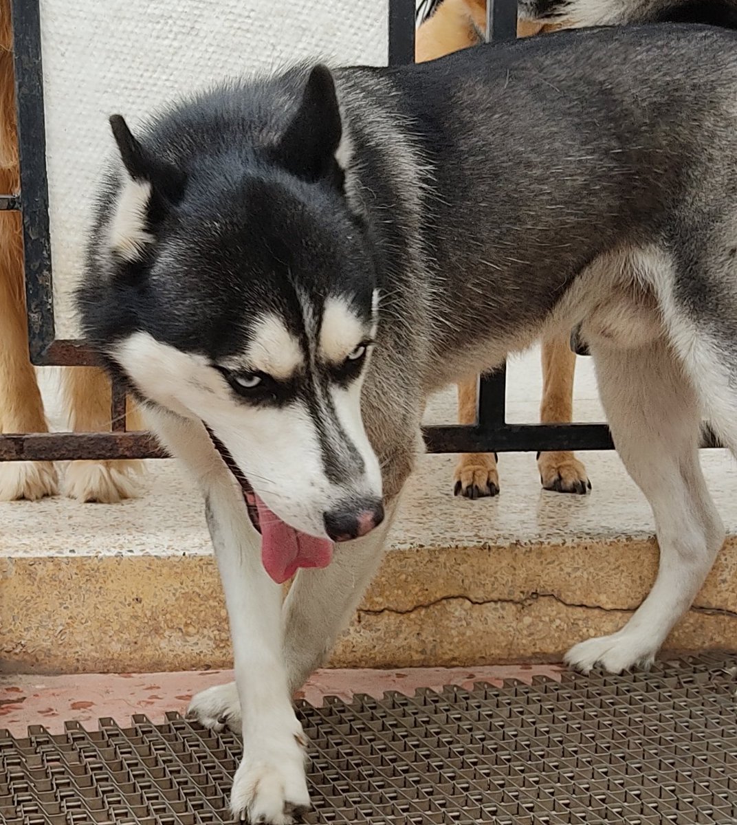 PerroUsuario's tweet image. Busca a su familia RT @Icayera: Un señor encontró ayer en Palo Verde a este Husky Siberiano, estaba muy desorientado y ansioso, está resguardado,por favor 🙏 un RT para ver si encontramos a su familia. Está impecable, no tiene collar.