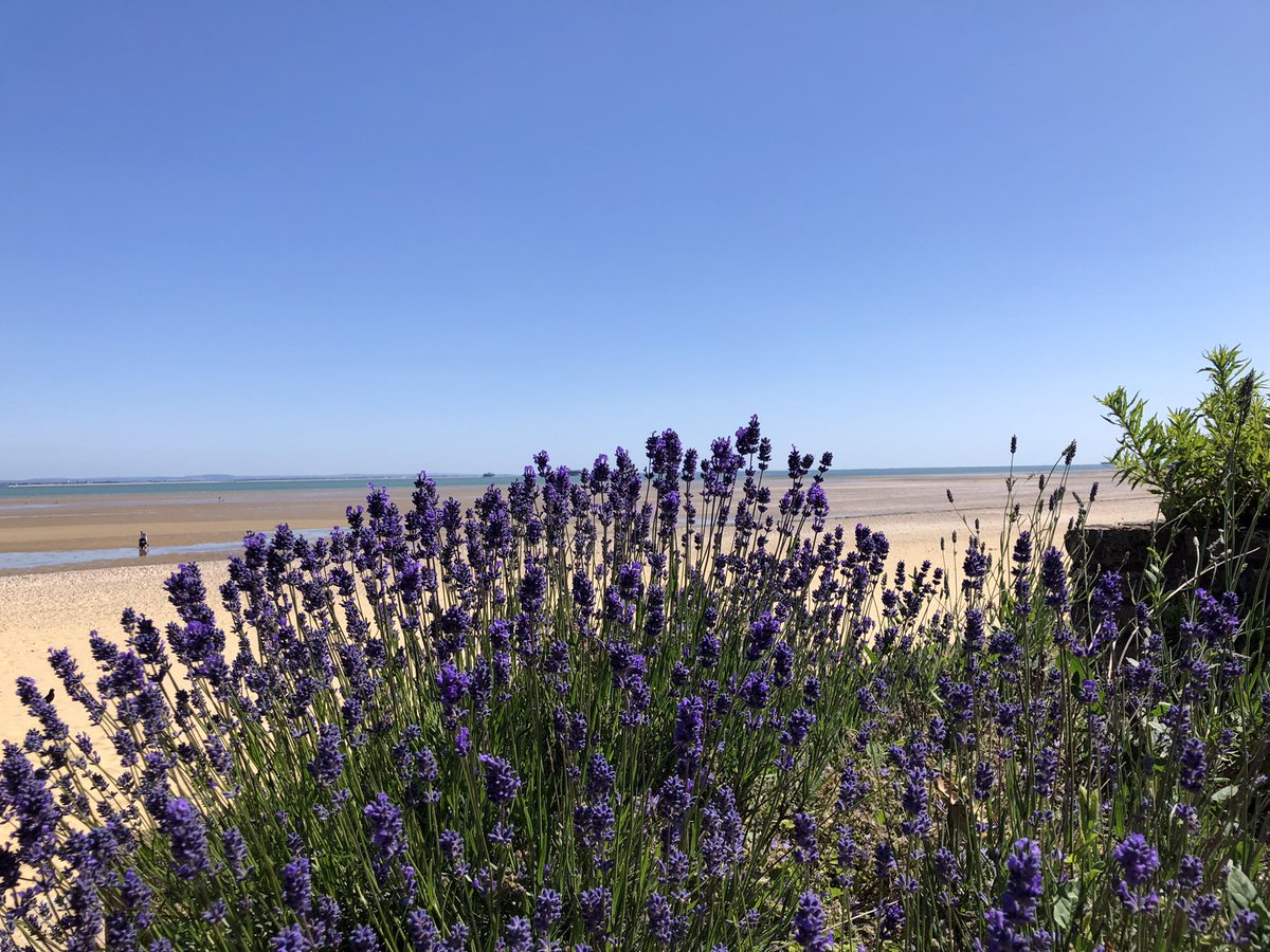 SiriusStar1963's tweet photo. Monday wander. #Appley #beach #Solent #PureIslandHappiness #IOW ☀️ https://t.co/xM5CK88lCt