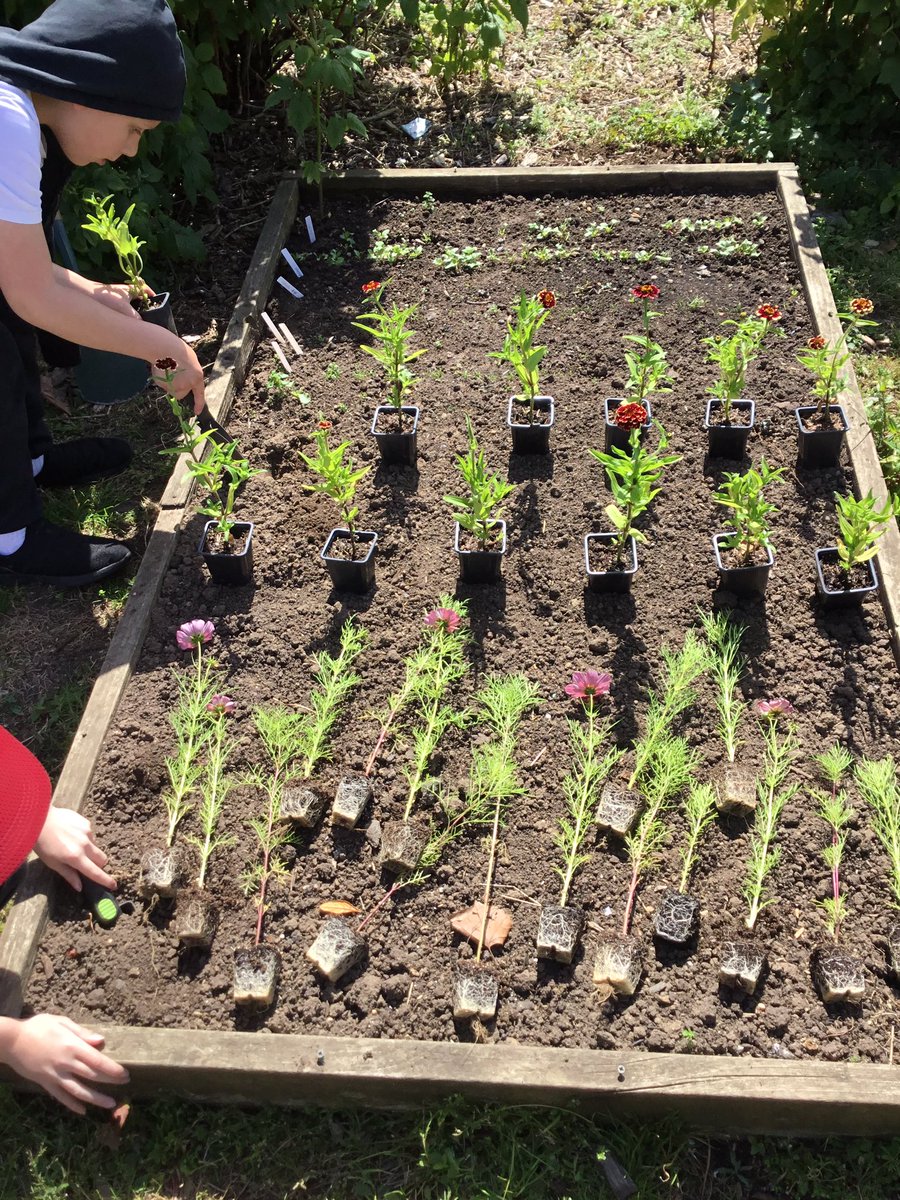 LeysFarm's tweet photo. Gardening club have been very busy today planting and watering a variety of plants and vegetables. Thank you to @normanbyhall for donating a mixture of plants and vegetables for us to plant too! We can’t wait to watch them grow, care for them and eat them! #LFJSoutdoorlearning https://t.co/kzbsAt22Ew
