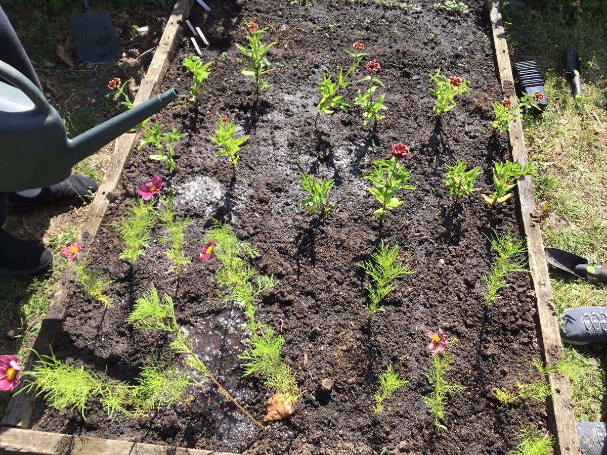 LeysFarm's tweet photo. Gardening club have been very busy today planting and watering a variety of plants and vegetables. Thank you to @normanbyhall for donating a mixture of plants and vegetables for us to plant too! We can’t wait to watch them grow, care for them and eat them! #LFJSoutdoorlearning https://t.co/kzbsAt22Ew