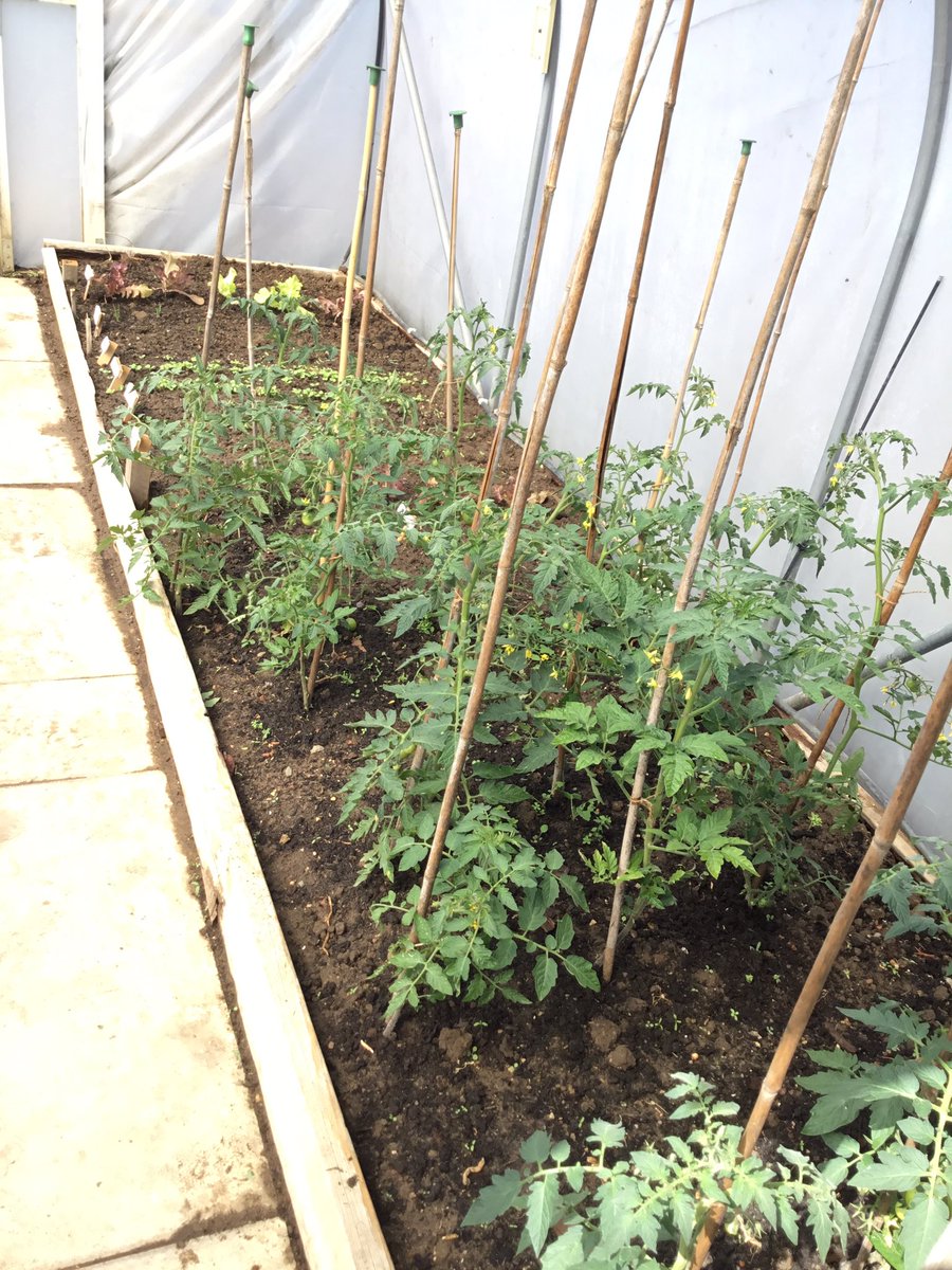 LeysFarm's tweet photo. Gardening club have been very busy today planting and watering a variety of plants and vegetables. Thank you to @normanbyhall for donating a mixture of plants and vegetables for us to plant too! We can’t wait to watch them grow, care for them and eat them! #LFJSoutdoorlearning https://t.co/kzbsAt22Ew