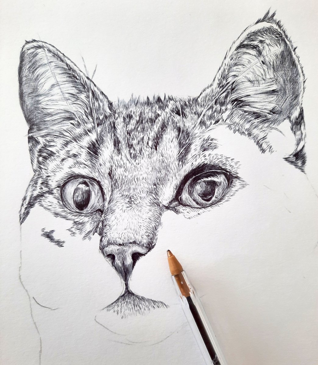 Beginning of a new #Wip of a biro drawing of a cat 

#animalart #petportrait #catsoftwitter