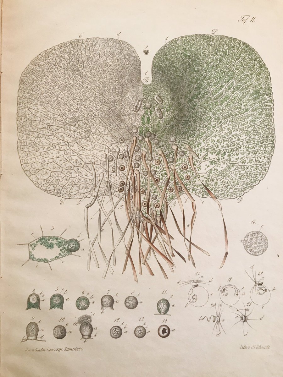 Daniela F Eisenstein tweet media