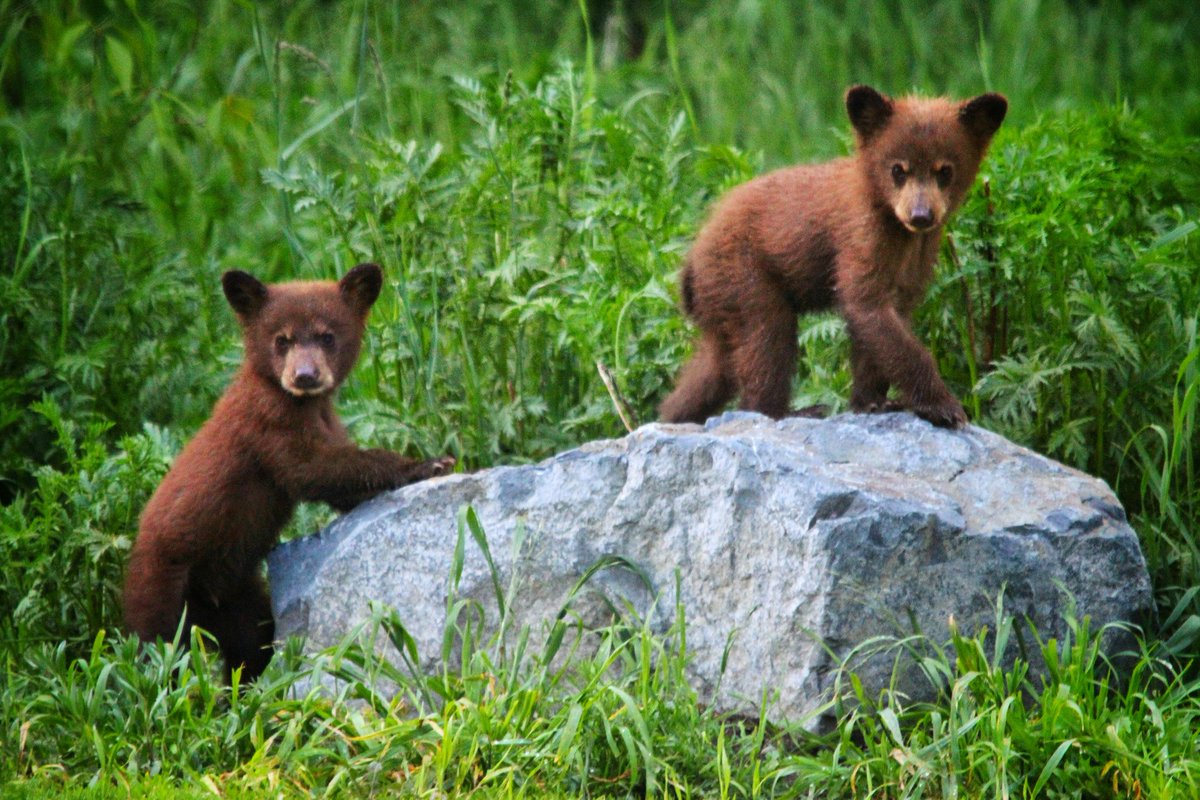 Dax Justin (@daxjustin) on Twitter photo The highlight of my assignment has been catching the curious attention of two bear cubs as they forage and climb their way through the wilderness in Rossland, BC. π»π» <a href="/RosslandBC/">City of Rossland</a> #rossland <a href="/HelloBC/">Destination BC</a> #explorebc
#FeelsAlive #bears #wildlife #wildlifephotography #canonambassador The highlight of my assignment has been catching the curious attention of two bear cubs as they forage and climb their way through the wilderness in Rossland, BC. π»π» <a href="/RosslandBC/">City of Rossland</a> #rossland <a href="/HelloBC/">Destination BC</a> #explorebc
#FeelsAlive #bears #wildlife #wildlifephotography #canonambassador