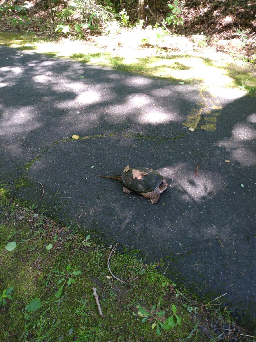 RUSeeingThis's tweet photo. Saw this big ass turtle on my bike ride. Dude's the man https://t.co/hvSLaA0wQO