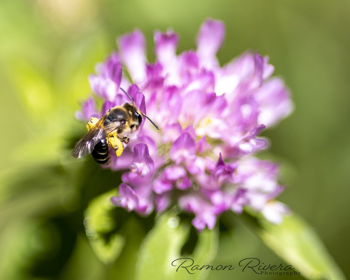 just97's tweet photo. #canonr #canonfavpic Took this photo with my newly purchased #canonrf85mmf2 while hiking at #joppenberghmountain #canonusa https://t.co/j0aIaygNUF