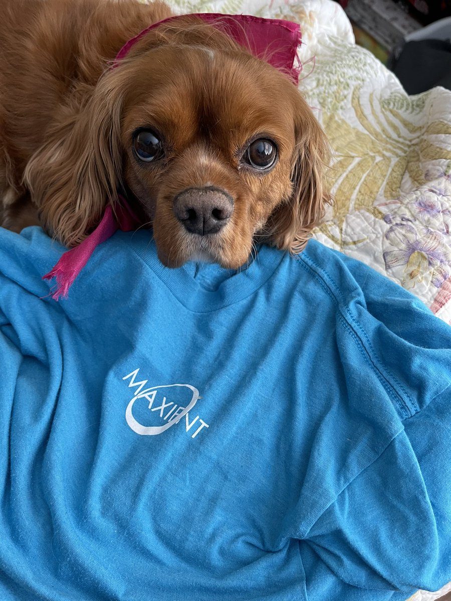 Allison B tweet media